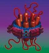 Membrane Scaffold Protein 1D1 recombinant, expressed in E. coli, buffered aqueous solution