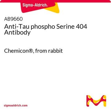 Anti-Tau phospho Serine 404 Antibody Chemicon&#174;, from rabbit