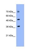 Anti-KEAP1 antibody produced in rabbit IgG fraction of antiserum