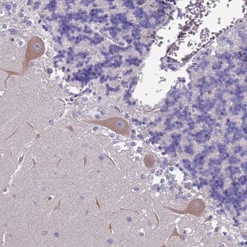 Anti-FAM69B antibody produced in rabbit Prestige Antibodies&#174; Powered by Atlas Antibodies, affinity isolated antibody, buffered aqueous glycerol solution