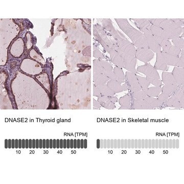 Anti-DNASE2 antibody produced in rabbit Prestige Antibodies&#174; Powered by Atlas Antibodies, affinity isolated antibody, buffered aqueous glycerol solution