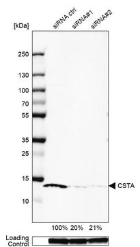 Anti-CSTA antibody produced in rabbit Prestige Antibodies&#174; Powered by Atlas Antibodies, affinity isolated antibody, buffered aqueous glycerol solution