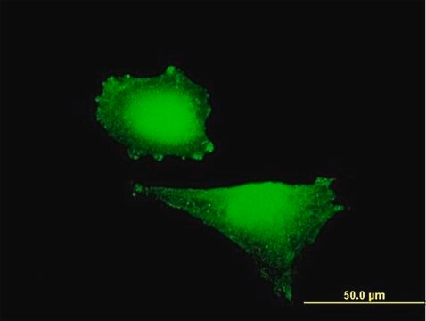 Anti-HIF1A antibody produced in mouse purified immunoglobulin, buffered aqueous solution