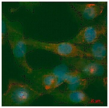 Anti-phospho-ILK (Ser246) Antibody from rabbit, purified by affinity chromatography