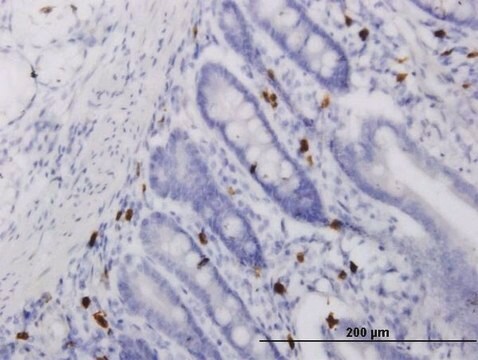 Monoclonal Anti-ALOX15 antibody produced in mouse clone 3D8, purified immunoglobulin, buffered aqueous solution
