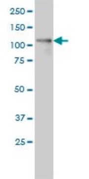 Monoclonal Anti-PKD1L2 antibody produced in mouse clone 3F6, ascites fluid, solution