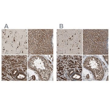 Anti-ERGIC1 antibody produced in rabbit Prestige Antibodies&#174; Powered by Atlas Antibodies, affinity isolated antibody, buffered aqueous glycerol solution, Ab2