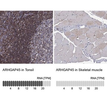 Anti-ARHGAP45 antibody produced in rabbit Prestige Antibodies&#174; Powered by Atlas Antibodies, affinity isolated antibody, buffered aqueous glycerol solution