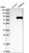 Anti-CREB3L3 antibody produced in rabbit Prestige Antibodies&#174; Powered by Atlas Antibodies, affinity isolated antibody, buffered aqueous glycerol solution