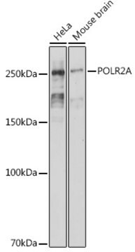 Anti-POLR2A Antibody, clone 8H4A2, Rabbit Monoclonal