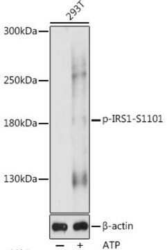 Anti-Phospho-IRS1-S1101 antibody produced in rabbit