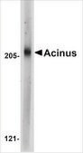 Anti-Acinus antibody produced in rabbit affinity isolated antibody, buffered aqueous solution
