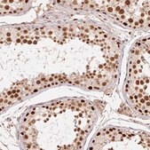 Anti-POLD3 antibody produced in rabbit Prestige Antibodies&#174; Powered by Atlas Antibodies, affinity isolated antibody, buffered aqueous glycerol solution