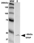 Monoclonal Anti-Lar/Ptprf - Percp antibody produced in mouse clone S165-38, purified immunoglobulin