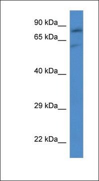 Anti-SLC26A2 antibody produced in rabbit affinity isolated antibody