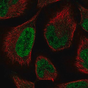 Anti-LCOR antibody produced in rabbit Prestige Antibodies&#174; Powered by Atlas Antibodies, affinity isolated antibody