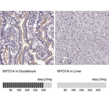 Anti-MYO1A antibody produced in rabbit Prestige Antibodies&#174; Powered by Atlas Antibodies, affinity isolated antibody