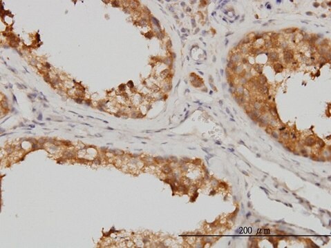 Monoclonal Anti-MAPK13 antibody produced in mouse clone 2D8, purified immunoglobulin, buffered aqueous solution