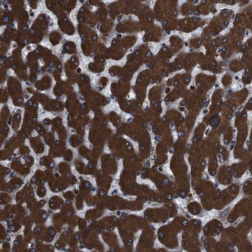 Anti-APMAP antibody produced in rabbit Prestige Antibodies&#174; Powered by Atlas Antibodies, affinity isolated antibody, buffered aqueous glycerol solution