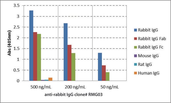 Anti-Rabbit IgG antibody, Goat monoclonal recombinant, expressed in HEK 293 cells, clone RMG03, purified immunoglobulin