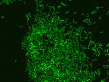 Eubacteria FISH probe - ATTO488 Probe for fluorescence in situ hybridization (FISH), 20 &#181;M in water