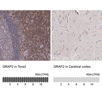 Anti-GRAP2 antibody produced in rabbit Prestige Antibodies&#174; Powered by Atlas Antibodies, affinity isolated antibody, buffered aqueous glycerol solution