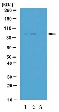 Anti-phospho-IKK-epsilon (Ser172) Antibody from rabbit, purified by affinity chromatography