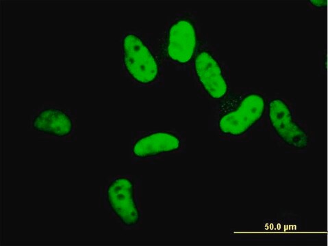 ANTI-ZNF207 antibody produced in mouse clone 8G7, purified immunoglobulin, buffered aqueous solution