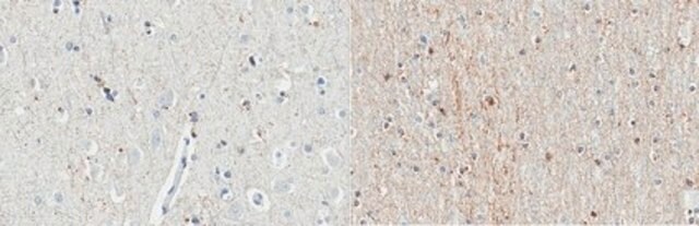 Anti-Del-1 Antibody, clone D345 clone D345, from mouse