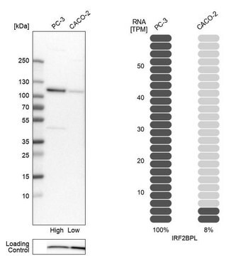 Anti-IRF2BPL antibody produced in rabbit Prestige Antibodies&#174; Powered by Atlas Antibodies, affinity isolated antibody, buffered aqueous glycerol solution