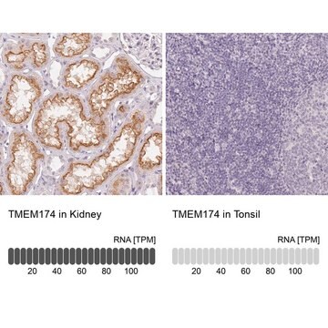 Anti-TMEM174 antibody produced in rabbit Prestige Antibodies&#174; Powered by Atlas Antibodies, affinity isolated antibody, buffered aqueous glycerol solution