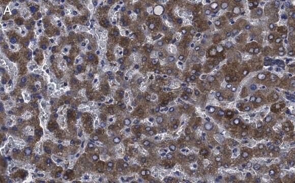 Anti-Factor IX Antibody, clone 1C9 ZooMAb&#174; Rabbit Monoclonal recombinant, expressed in HEK 293 cells