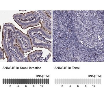 Anti-ANKS4B antibody produced in rabbit Prestige Antibodies&#174; Powered by Atlas Antibodies, affinity isolated antibody, buffered aqueous glycerol solution