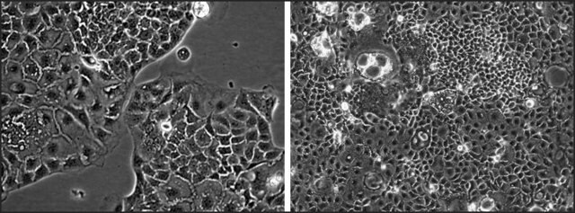 MRP1 Knockout Caco-2 Cells one assay ready, 24 well plate