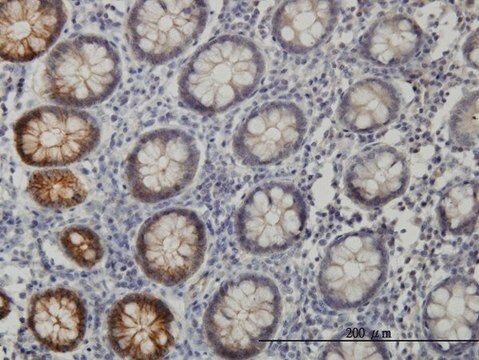 Monoclonal Anti-EPHB3, (C-terminal) antibody produced in mouse clone 1B3, purified immunoglobulin, buffered aqueous solution