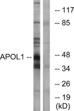 Anti-APOL1 antibody produced in rabbit affinity isolated antibody