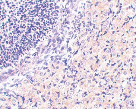 Anti-RPA Interacting Protein (ab1) antibody produced in rabbit affinity isolated antibody, buffered aqueous solution