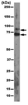 Anti-pan Ago Antibody, clone 2A8 clone 2A8, from mouse