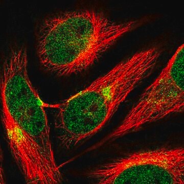 Anti-AP3B1 antibody produced in rabbit Prestige Antibodies&#174; Powered by Atlas Antibodies, affinity isolated antibody