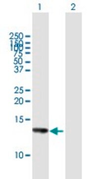 Anti-HCP5 antibody produced in mouse purified immunoglobulin, buffered aqueous solution