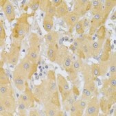 Anti-SLUG antibody produced in rabbit