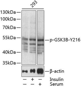 Anti-Phospho-GSK3B-Y216 + GSK3A-Y279 antibody produced in rabbit