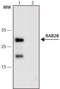 Anti-RAB2B (123-135) antibody produced in rabbit IgG fraction of antiserum