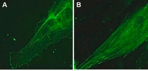 LentiBrite &#945;-actinin-GFP Lentiviral Biosensor