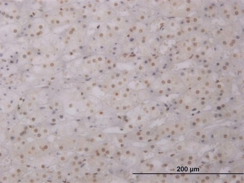 ANTI-LHX1 antibody produced in mouse clone 2G10, purified immunoglobulin, buffered aqueous solution