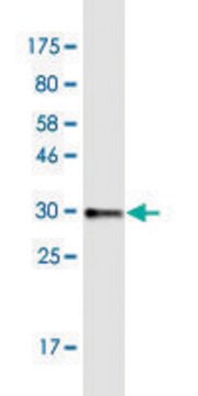 Monoclonal Anti-COL8A2 antibody produced in mouse clone 1F4, purified immunoglobulin