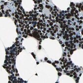 Anti-BCLAF1 antibody produced in rabbit Prestige Antibodies&#174; Powered by Atlas Antibodies, affinity isolated antibody, buffered aqueous glycerol solution