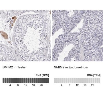 Anti-SMIM2 antibody produced in rabbit Prestige Antibodies&#174; Powered by Atlas Antibodies, affinity isolated antibody, buffered aqueous glycerol solution