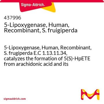 5-Lipoxygenase, Human, Recombinant, S. fruigiperda 5-Lipoxygenase, Human, Recombinant, S. frugiperda E.C 1.13.11.34, catalyzes the formation of 5(S)-HpETE from arachidonic acid and its subsequent conversion to leukotriene A4.