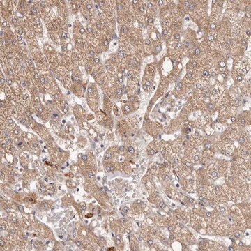 Anti-ETNK1 antibody produced in rabbit Prestige Antibodies&#174; Powered by Atlas Antibodies, affinity isolated antibody, buffered aqueous glycerol solution